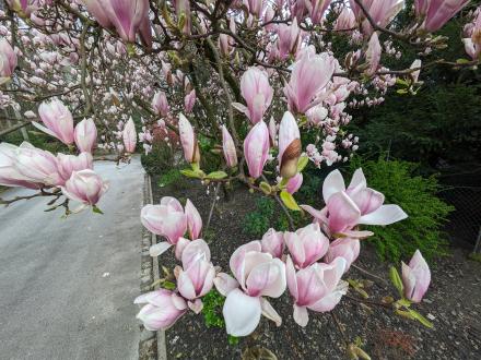 Frühling im Impuls