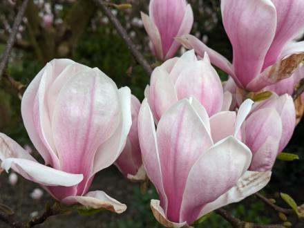 Magnolien Blüte